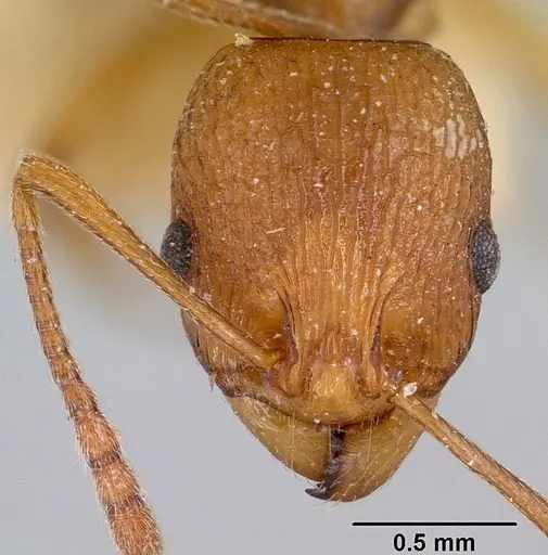 Malagidris belti specimen CASENT0101648 image casent0101648_2