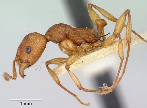 Malagidris belti specimen CASENT0101648 image casent0101648_3