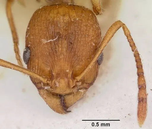 Malagidris belti specimen CASENT0104608 image casent0104608_2