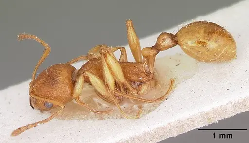 Malagidris belti specimen CASENT0104608 image casent0104608_3