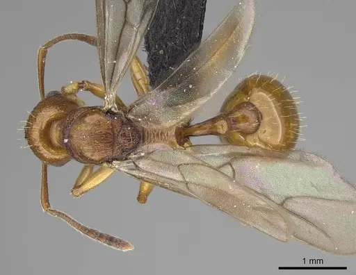 Malagidris belti specimen CASENT0114653 image casent0114653_1