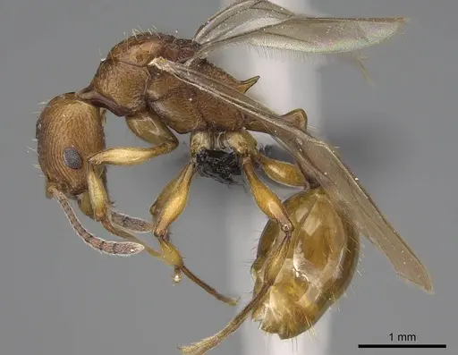 Malagidris belti specimen CASENT0114653 image casent0114653_3