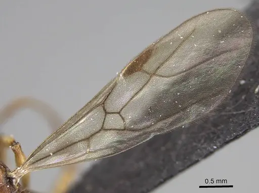 Malagidris belti specimen CASENT0114653 image casent0114653_4