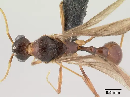 Malagidris belti specimen CASENT0116003 image casent0116003_1