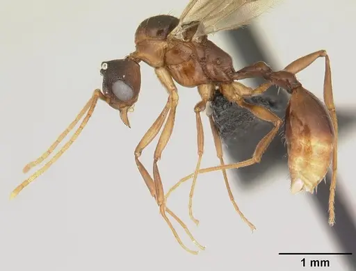 Malagidris belti specimen CASENT0116003 image casent0116003_3