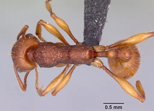 Malagidris belti specimen CASENT0119117 image casent0119117_1