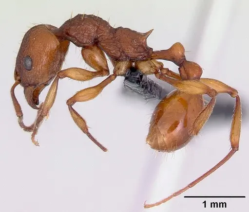 Malagidris belti specimen CASENT0119117 image casent0119117_3