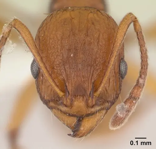 Malagidris belti specimen CASENT0127740 image casent0127740_2