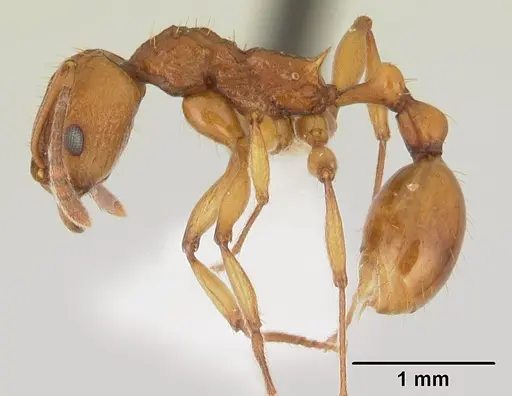 Malagidris belti specimen CASENT0127740 image casent0127740_3