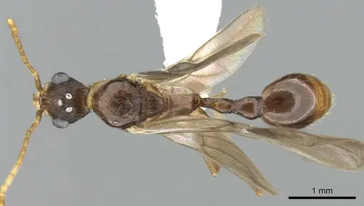 Malagidris belti specimen CASENT0195167 image casent0195167_1
