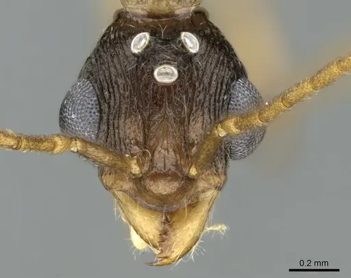 Malagidris belti specimen CASENT0195167 image casent0195167_2