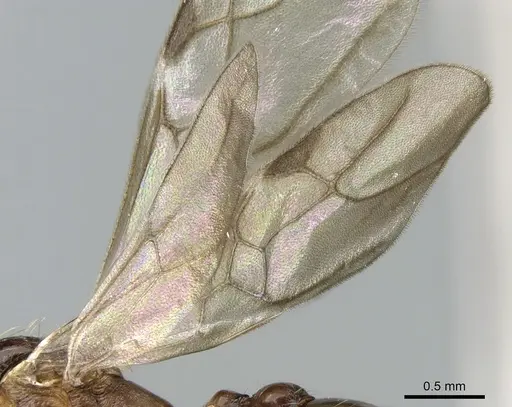 Malagidris belti specimen CASENT0195167 image casent0195167_4