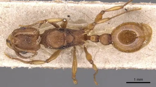 Malagidris belti specimen CASENT0904715 image casent0904715_1