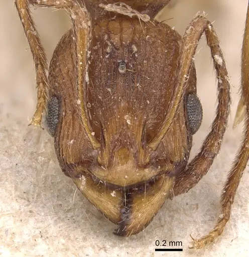 Malagidris belti specimen CASENT0904715 image casent0904715_2