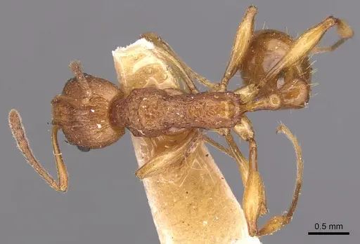 Malagidris belti specimen CASENT0904716 image casent0904716_1