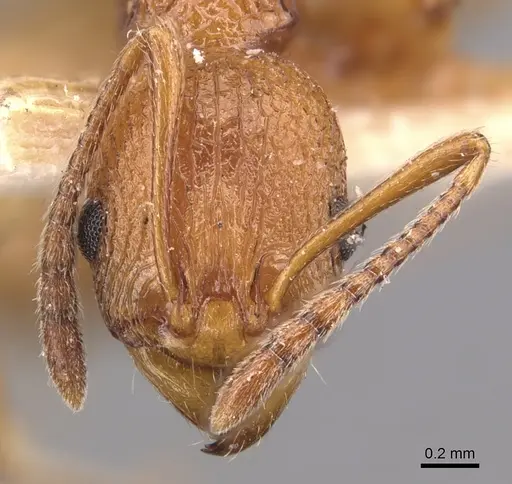 Malagidris belti specimen CASENT0904716 image casent0904716_2