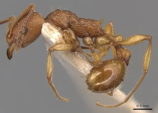 Malagidris belti specimen CASENT0904716 image casent0904716_3