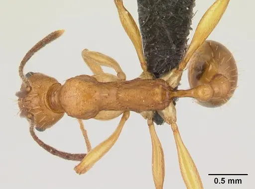 Malagidris dulcis specimen CASENT0044208 image casent0044208_1