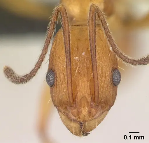 Malagidris dulcis specimen CASENT0044208 image casent0044208_2