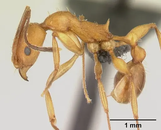 Malagidris dulcis specimen CASENT0044208 image casent0044208_3