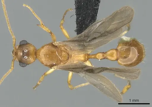 Malagidris dulcis specimen CASENT0135071 image casent0135071_1