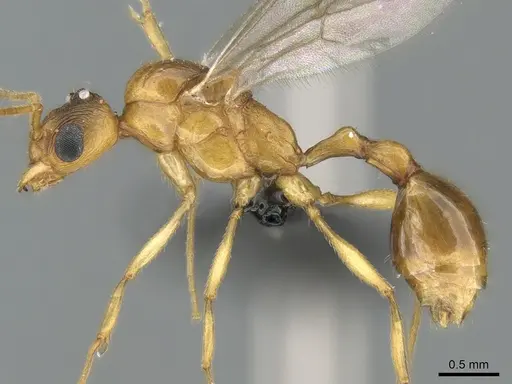 Malagidris dulcis specimen CASENT0135071 image casent0135071_3