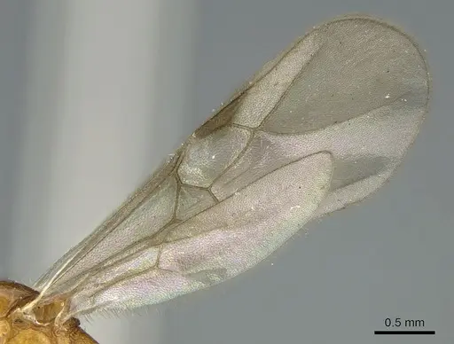 Malagidris dulcis specimen CASENT0135071 image casent0135071_4