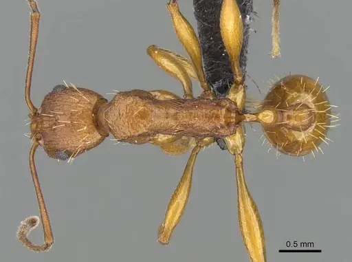 Malagidris dulcis specimen CASENT0141811 image casent0141811_1