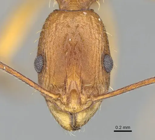 Malagidris dulcis specimen CASENT0141811 image casent0141811_2