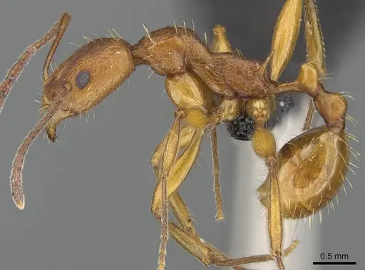 Malagidris dulcis specimen CASENT0141811 image casent0141811_3