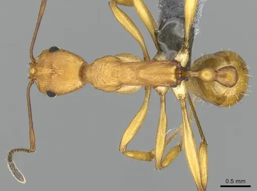 Malagidris galokoa specimen CASENT0344994 image casent0344994_1