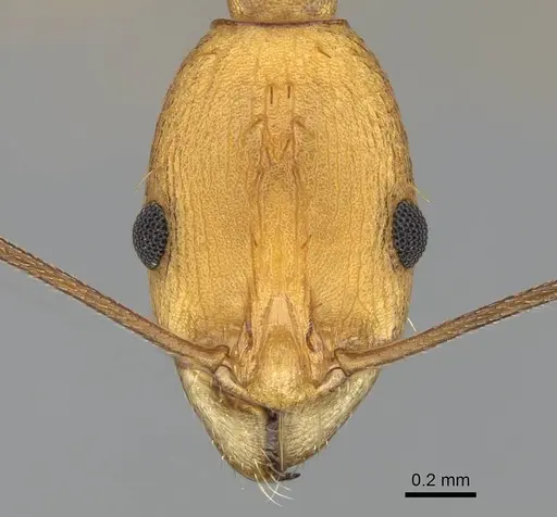 Malagidris galokoa specimen CASENT0344994 image casent0344994_2