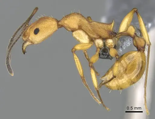 Malagidris galokoa specimen CASENT0344994 image casent0344994_3