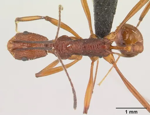 Malagidris jugum specimen CASENT0043830 image casent0043830_1
