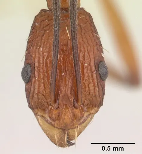 Malagidris jugum specimen CASENT0043830 image casent0043830_2