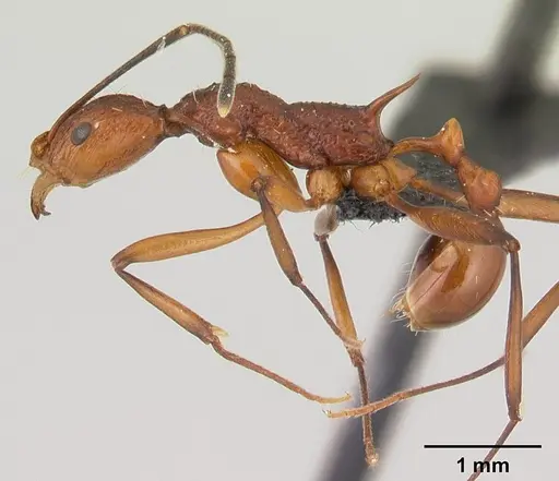 Malagidris jugum specimen CASENT0043830 image casent0043830_3