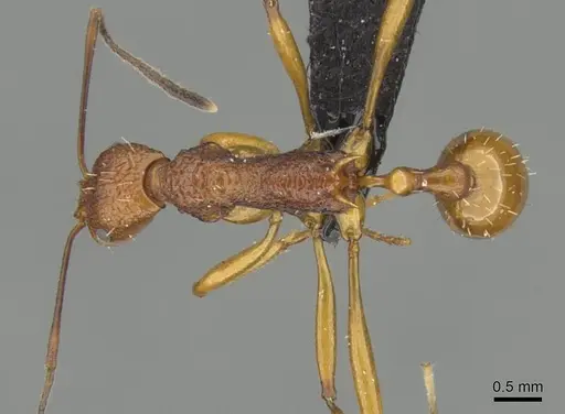 Malagidris jugum specimen CASENT0054119 image casent0054119_1
