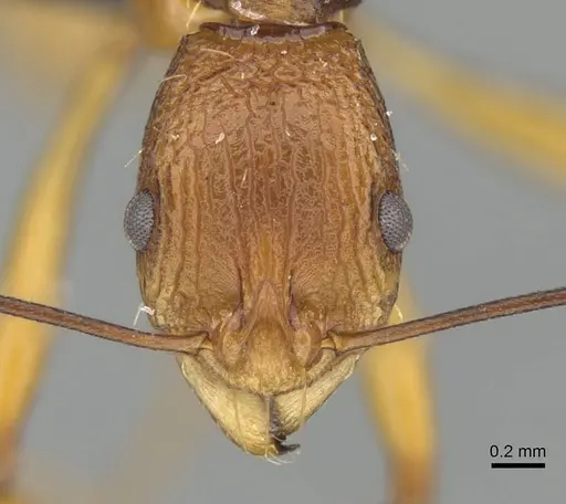 Malagidris jugum specimen CASENT0054119 image casent0054119_2