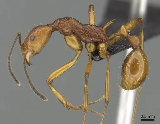 Malagidris jugum specimen CASENT0054119 image casent0054119_3