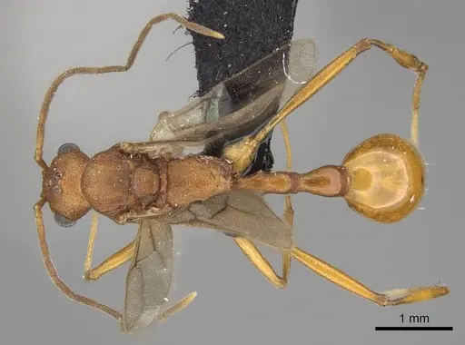 Malagidris jugum specimen CASENT0081750 image casent0081750_1