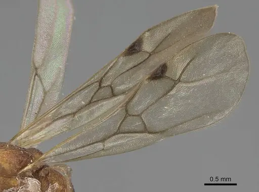 Malagidris jugum specimen CASENT0081750 image casent0081750_4