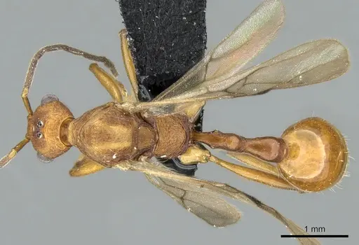 Malagidris jugum specimen CASENT0081751 image casent0081751_1