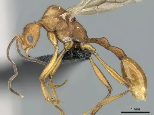 Malagidris jugum specimen CASENT0081751 image casent0081751_3