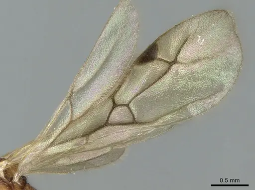 Malagidris jugum specimen CASENT0081751 image casent0081751_4