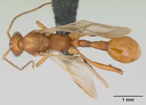 Malagidris jugum specimen CASENT0082288 image casent0082288_1