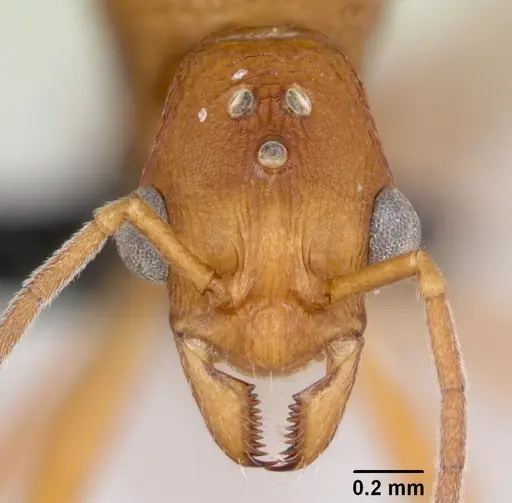 Malagidris jugum specimen CASENT0082288 image casent0082288_2