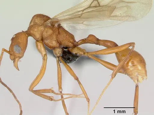 Malagidris jugum specimen CASENT0082288 image casent0082288_3