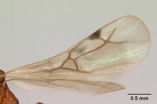 Malagidris jugum specimen CASENT0082288 image casent0082288_4