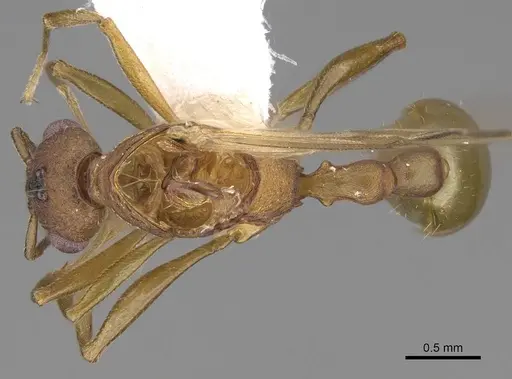 Malagidris jugum specimen CASENT0085227-D01 image casent0085227-d01_1