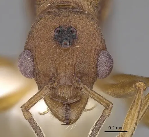 Malagidris jugum specimen CASENT0085227-D01 image casent0085227-d01_2